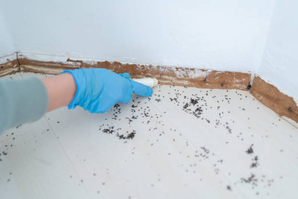 Best Local Pest Control Services  in Bliss Corner, MA
