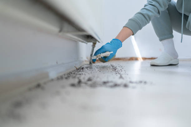 Best Pest Removal Services  in Bliss Corner, MA